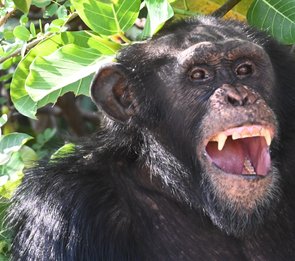 Fatou tours gambia : trip to the chimps