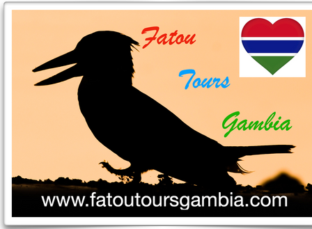 birding trip gambia fatou tours