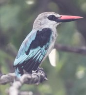 blue breasted kingfisher, fatou tours gambia