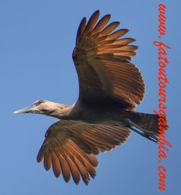 birding tour gambia