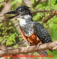 giant kingfisher, fatou tours gambia