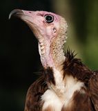 vulture-1